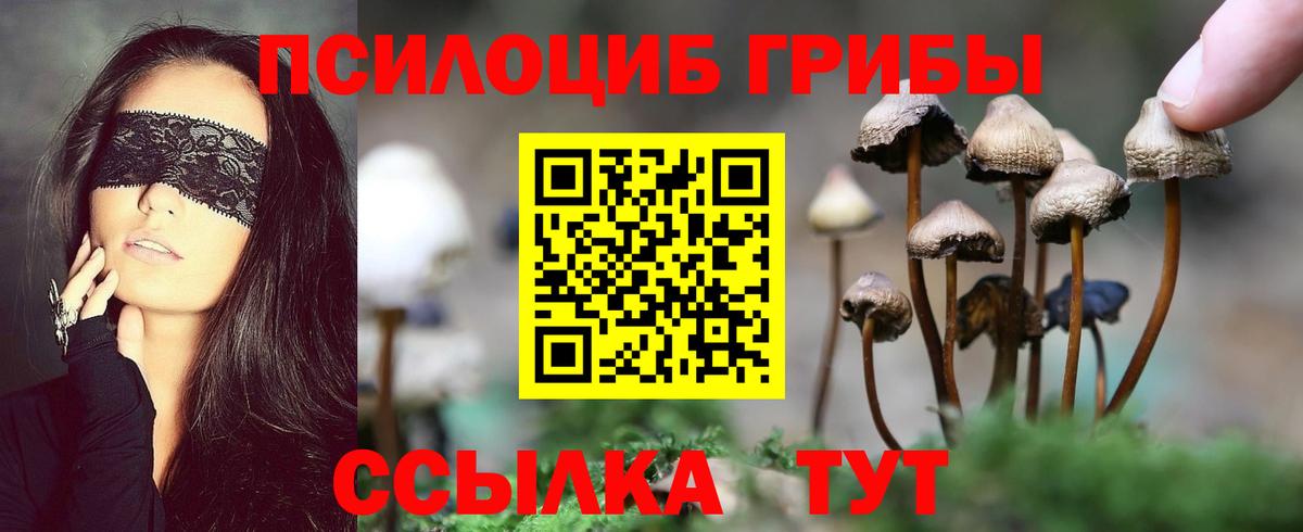 Псилоцибиновые грибы Psilocybine cubensis Великий Устюг
